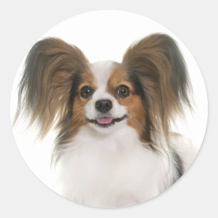 Pegatina Redonda Cachorro Papillon - Ama a los Cachorros, Hola