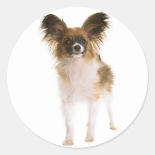 Pegatina Redonda Cachorro Papillon - Ama a los cachorros, Hola