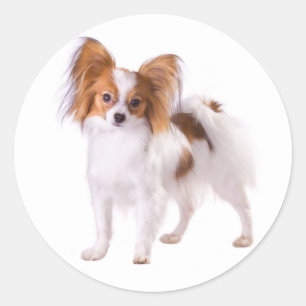 Pegatina Redonda Cachorro Papillon - Ama a los Cachorros, Hola