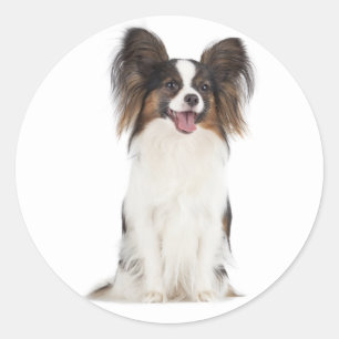 Pegatina Redonda Cachorro Papillon - Amo a los Cachorros