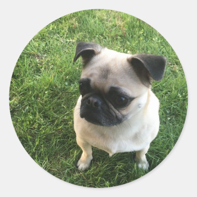 Pegatina Redonda Cachorro Pug (Anverso)