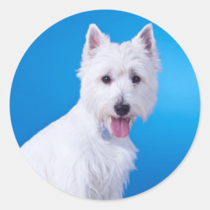 Pegatina Redonda Cachorro West Highland White