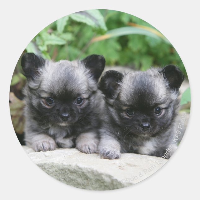 Pegatina Redonda Cachorros de Chihuahua (Anverso)