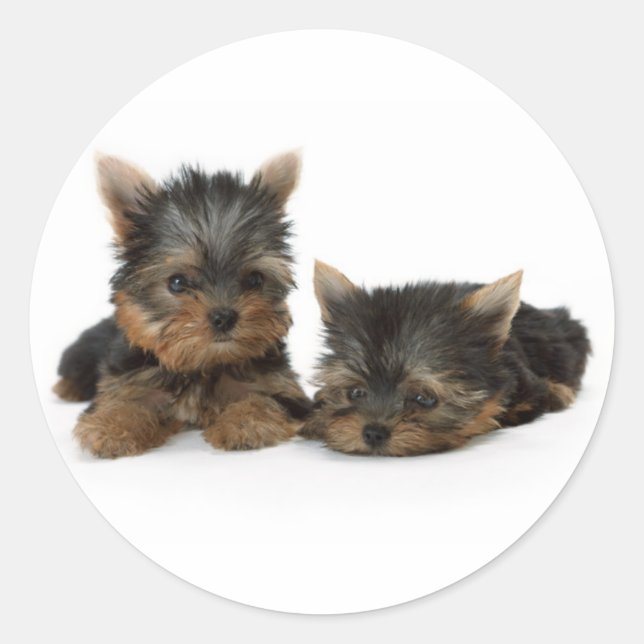 Pegatina Redonda Cachorros de Cute Yorkshire Terrier (Anverso)