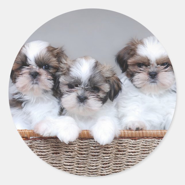 Pegatina Redonda Cachorros de Shih Tzu (Anverso)