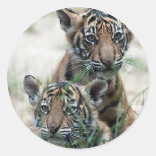 Pegatina Redonda Cachorros de tigre