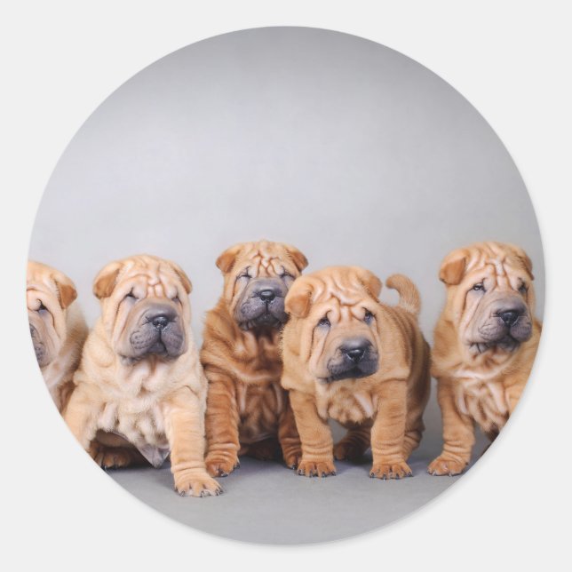 Pegatina Redonda Cachorros shar pei chinos (Anverso)