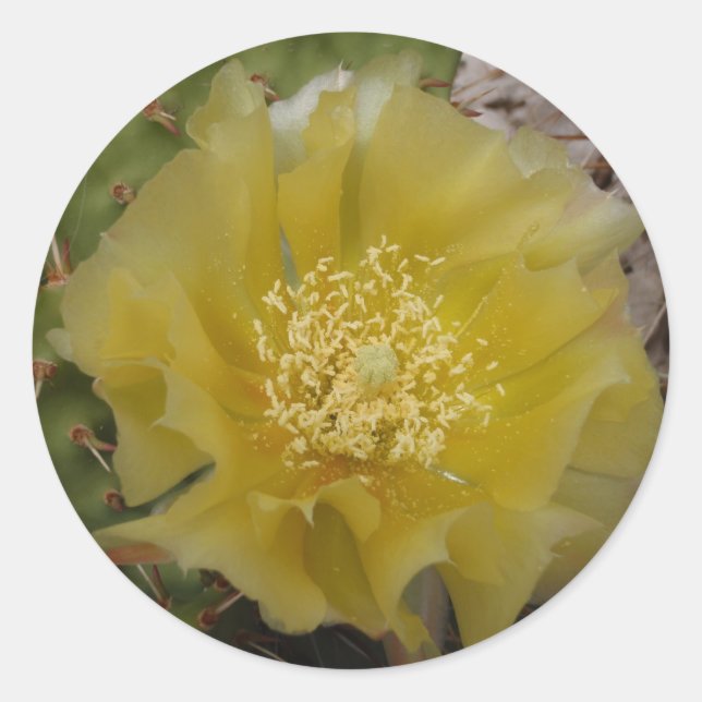 Pegatina Redonda Cactus Amarillo en Flor (Anverso)