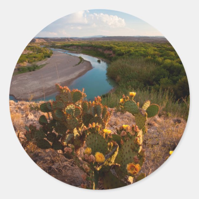 Pegatina Redonda Cactus Pear Pricky (Opuntia Sp.) (Anverso)