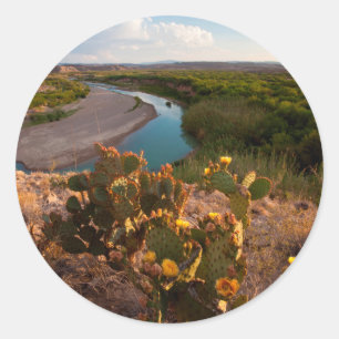 Pegatina Redonda Cactus Pear Prico (Opuntia Sp.)