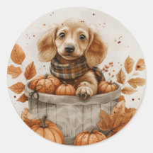 Calabaza de perros Dachshund en otoño