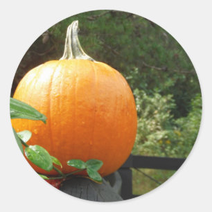 Pegatina Redonda Calabaza en la cerca negra
