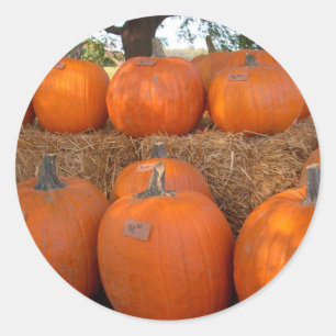 Pegatina Redonda Calabazas de Halloween
