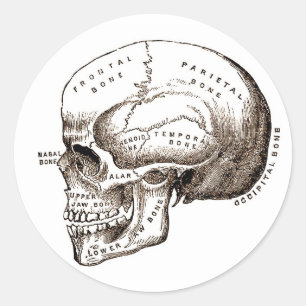 Pegatina Redonda Calavera anatómica antigua
