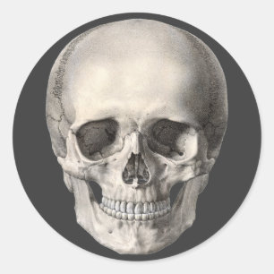 Pegatina Redonda Calavera de anatomía humana vintage, esqueleto de