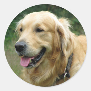 Pegatina Redonda Calcomanías de cachorro de perro retriever dorado