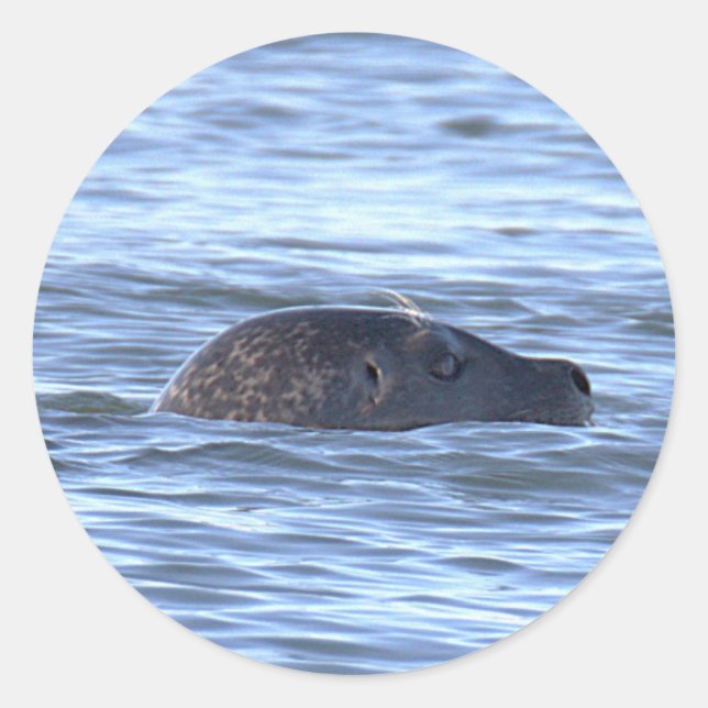 Pegatina Redonda Calcomanías de foca nadando en el océano (Anverso)