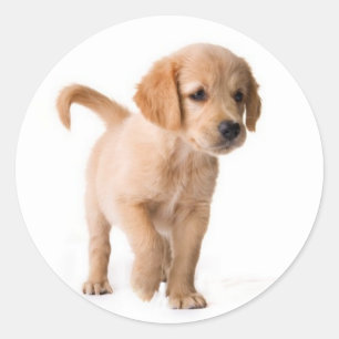 Pegatina Redonda Calcomanías de perro cachorro Golden Retriever