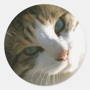 Pegatina Redonda Calico Tiger Cat