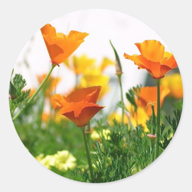 Pegatina Redonda California Poppies (Anverso)