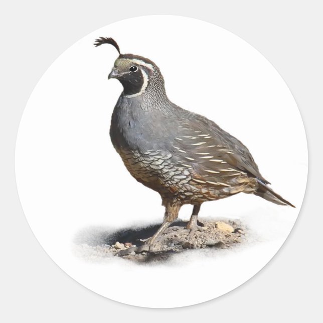 PEGATINA REDONDA CALIFORNIA QUAIL (Anverso)