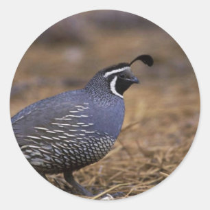 Pegatina Redonda California Quail