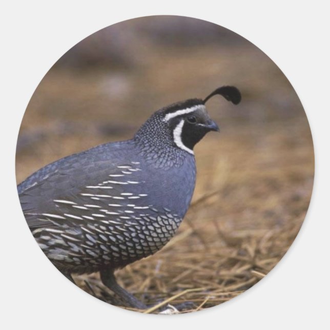 Pegatina Redonda California Quail (Anverso)