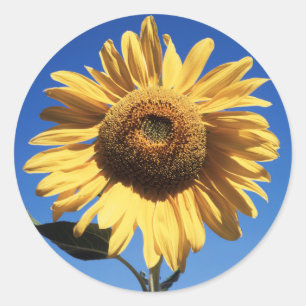 Pegatina Redonda California, Un girasol gigante (Helianthus) 3
