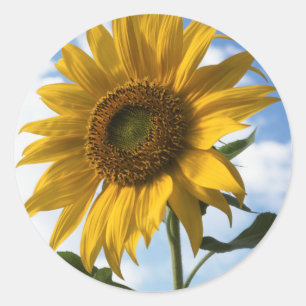 Pegatina Redonda California, Un girasol gigante (Helianthus) 4