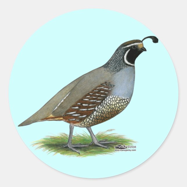 Pegatina Redonda California Valley Quail (Anverso)