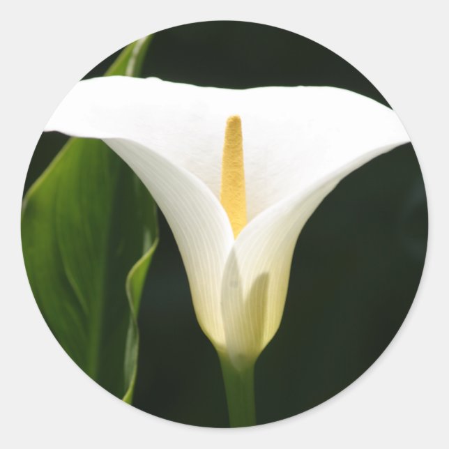 Pegatina Redonda Calla Lily (Anverso)