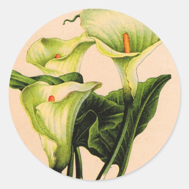 Pegatina Redonda calla lily calla lilies (Anverso)