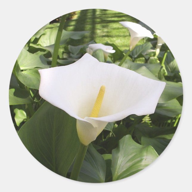 Pegatina Redonda Calla-Lily Sticker (Anverso)