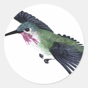 Pegatina Redonda Calliope Hummingbird