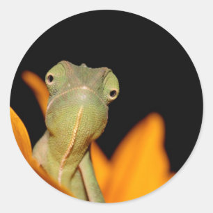 Pegatina Redonda camaleón