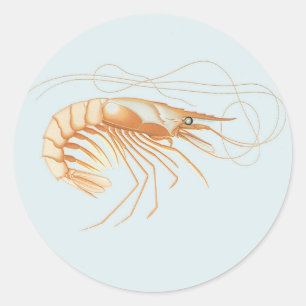 Pegatina Redonda Camarón o Langostino, Vida Marina Vintage Animales