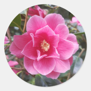 Pegatina Redonda Camelia en el Parque