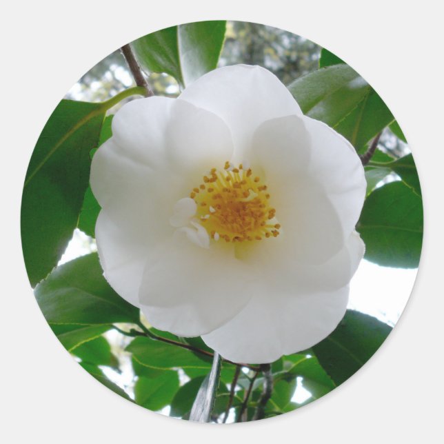 Pegatina Redonda Camellia blanca (Anverso)