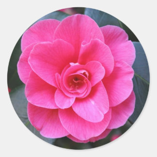 Pegatina Redonda Camellia rosa
