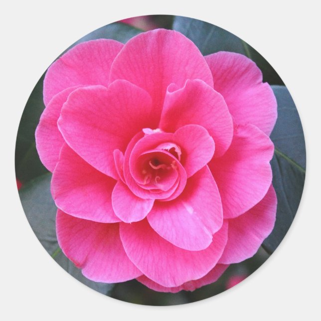 Pegatina Redonda Camellia rosa (Anverso)