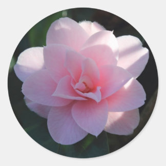 Pegatina Redonda Camellia rosa