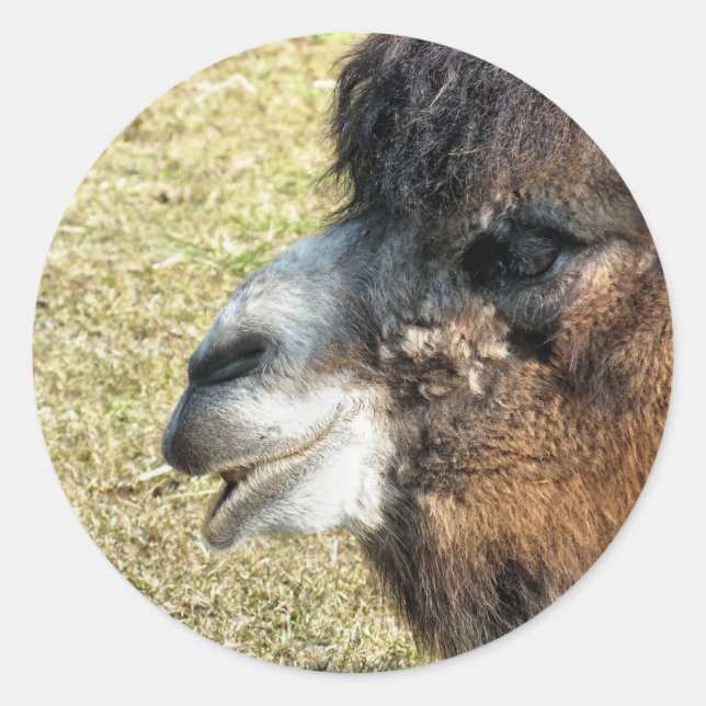 PEGATINA REDONDA CAMELLOS (Anverso)
