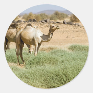 Pegatina Redonda Camellos salvajes