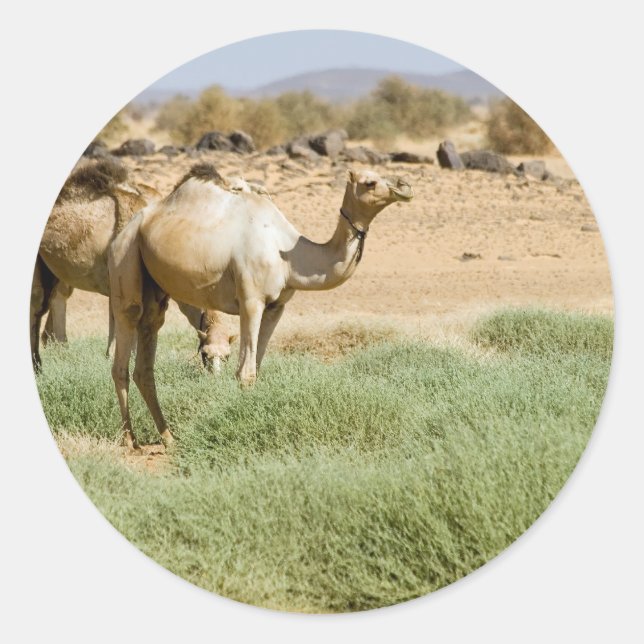 Pegatina Redonda Camellos salvajes (Anverso)