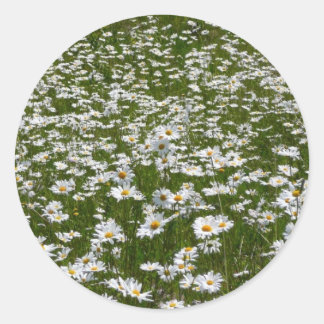Pegatina Redonda Campo de flores silvestres de Daisies Alaskan