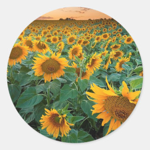 Pegatina Redonda Campo del girasol en Longmont, Colorado