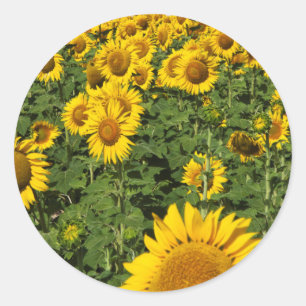 Pegatina Redonda Campos de girasoles, pueblo de la colina blanca de