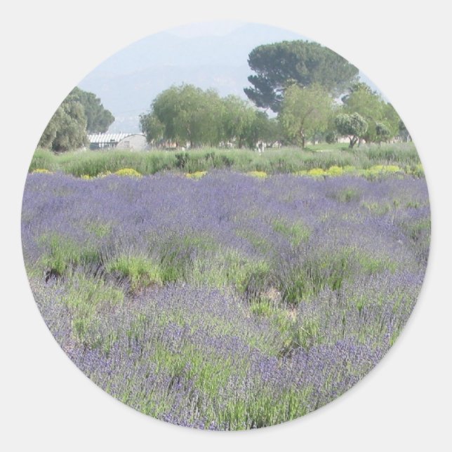 Pegatina Redonda Campos de lavanda (Anverso)