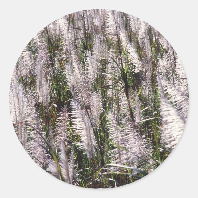 Pegatina Redonda Caña de azúcar (Anverso)