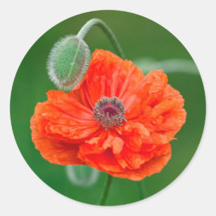 Pegatina Redonda Canadá, Nueva Brunswick, ,